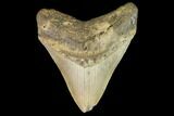 Fossil Megalodon Tooth - North Carolina #109680-1